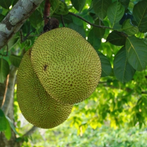 mit-thai-changrai-sieu-som