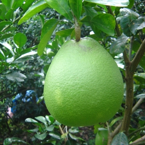buoi-da-xanh