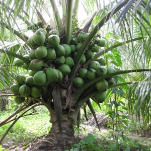 cay-dua-xiem
