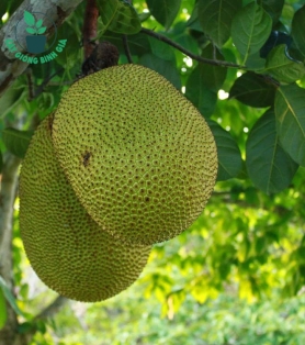 MÍT THÁI CHANGRAI SIÊU SỚM