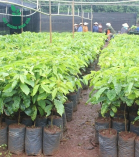 Cây cà phê giống