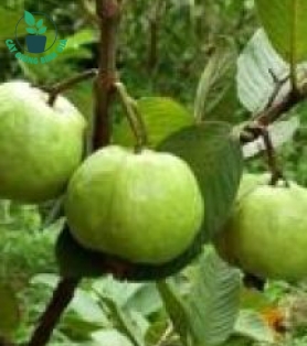 CÂY ỔI NỮ HOÀNG