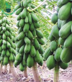 CÂY ĐU ĐỦ RUỘT VÀNG