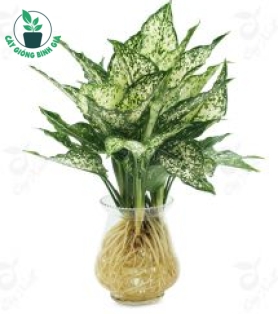 CÂY NGỌC NGÂN