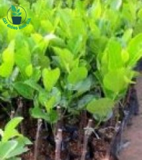 MÍT THÁI CHANGRAI SIÊU SỚM