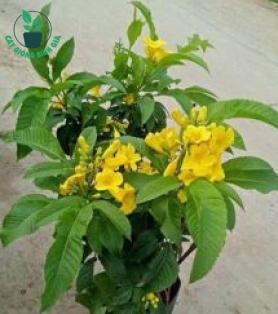 CÂY CHUÔNG VÀNG (HOÀNG YẾN)
