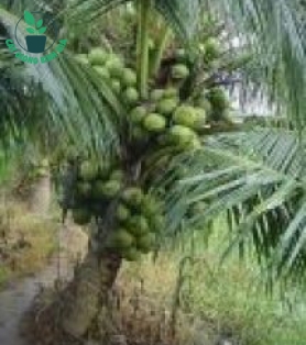 CÂY DỪA XIÊM