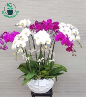 HỒ ĐIỆP
