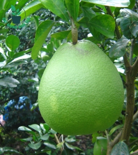BUỞI DA XANH