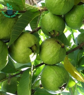 CÂY ỔI NỮ HOÀNG