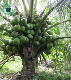 CÂY DỪA XIÊM