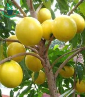 Cây giống vú sữa hoàng kim