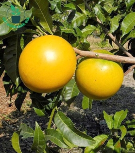Cây giống vú sữa hoàng kim