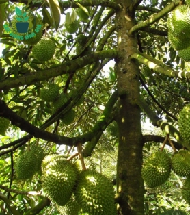 Sầu Riêng Giống