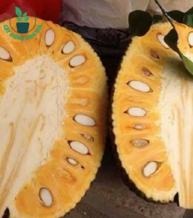MÍT THÁI CHANGRAI SIÊU SỚM