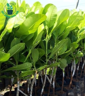 Cây điều giống