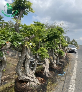 Long Nhãn
