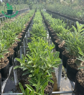 CÂY SỨ