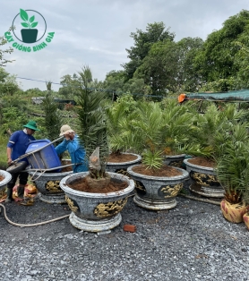 Cây Chà Là kiểng 