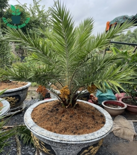 Cây Chà Là kiểng 
